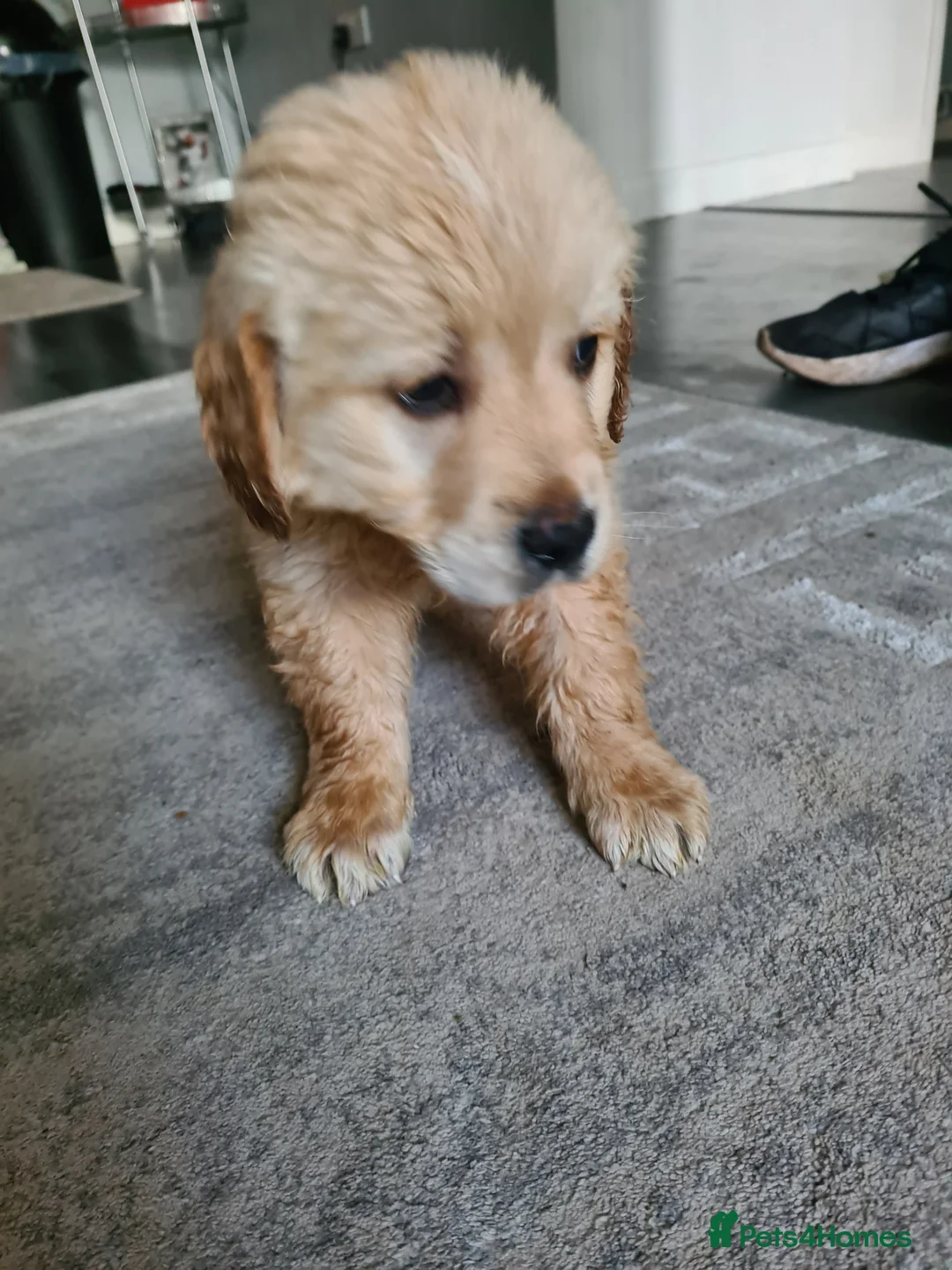 Golden Retriever dogs for sale: Golden retrieve puppy's  - Advert 3