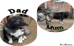 Caucasian Shepherd Dog dogs for sale: Caucasian ovcharka puppies  - Image 2
