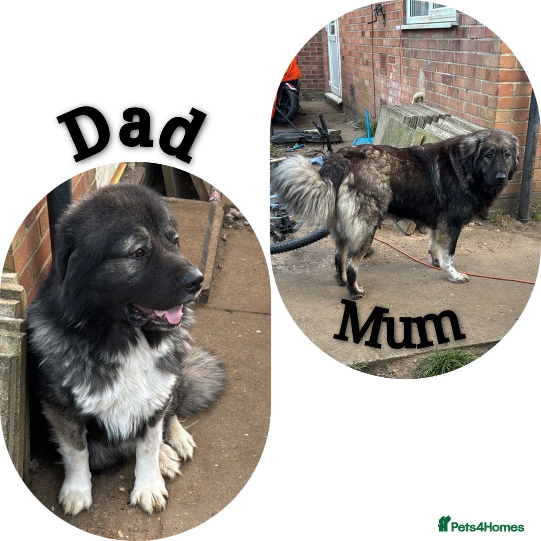 Caucasian Shepherd Dog dogs for sale: Caucasian ovcharka puppies  - Image 2