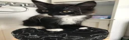 Mixed Breed cats for sale: 1 beautiful female kitten for sale - Advert 6