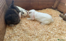 Mini Lop rabbits for sale: Mini lop babies - Image 6