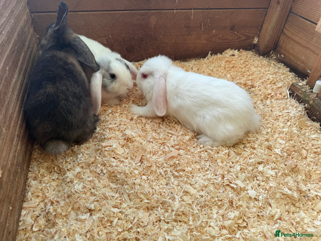 Mini Lop rabbits for sale: Mini lop babies - Image 6
