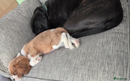 Cavalier King Charles Spaniel dogs for sale: SOLD Fully vaccinated male CKCS puppy  - Image 14