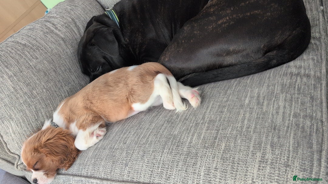 Cavalier King Charles Spaniel dogs for sale: SOLD Fully vaccinated male CKCS puppy  - Image 14
