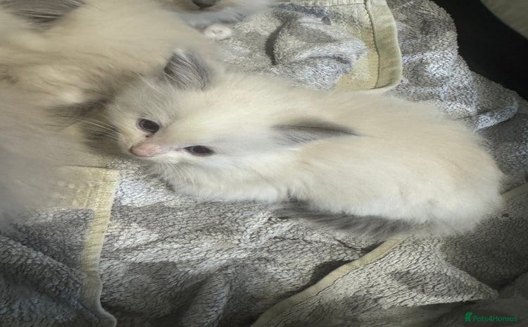 Ragdoll cats - Advert 11