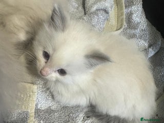 Ragdoll cats - Advert 15