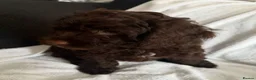 Cockapoo dogs for sale: Cockapoo puppies 🐶  - Advert 4