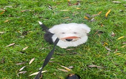 Old English Sheepdog dogs for stud: Proven KCRegistered Stunning OLD ENGLISH SHEEPDOG  in Mansfield - Image 3