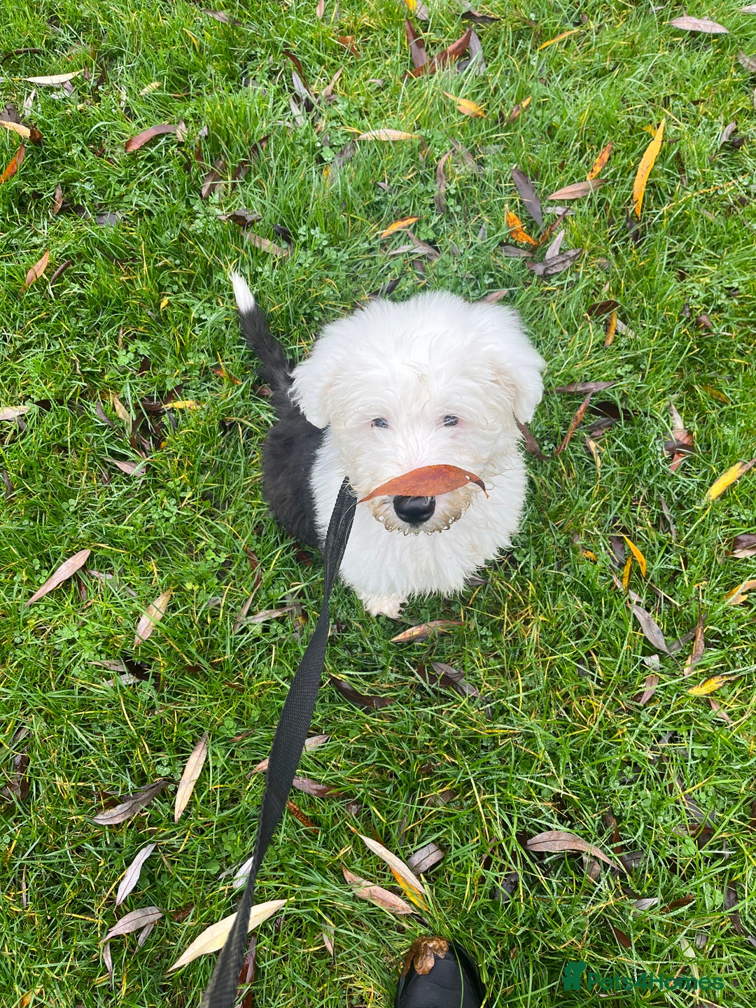 Old English Sheepdog dogs for stud: Proven KCRegistered Stunning OLD ENGLISH SHEEPDOG  in Mansfield - Image 3