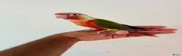 Conures birds for sale: Hand reared conures for sale  - Advert 14