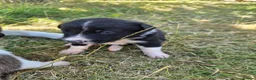 Border Collie dogs for sale: Border collie puppies 3 dogs 2 bitches - Advert 7