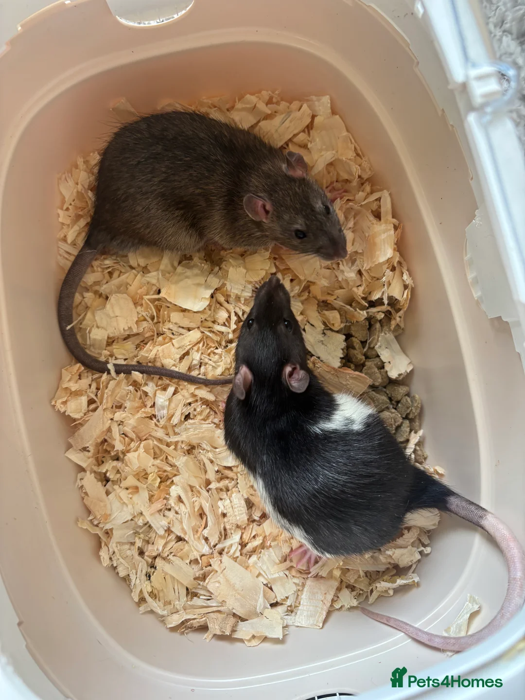 Rat rodents for sale: Baby male rats   - Advert 1
