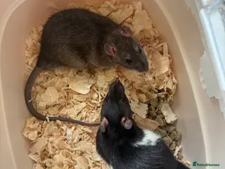 Rat rodents Baby male rats - Advert 1