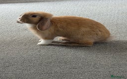 Mini Lop rabbits for sale: Gorgeous loving baby mini lop - Image 2