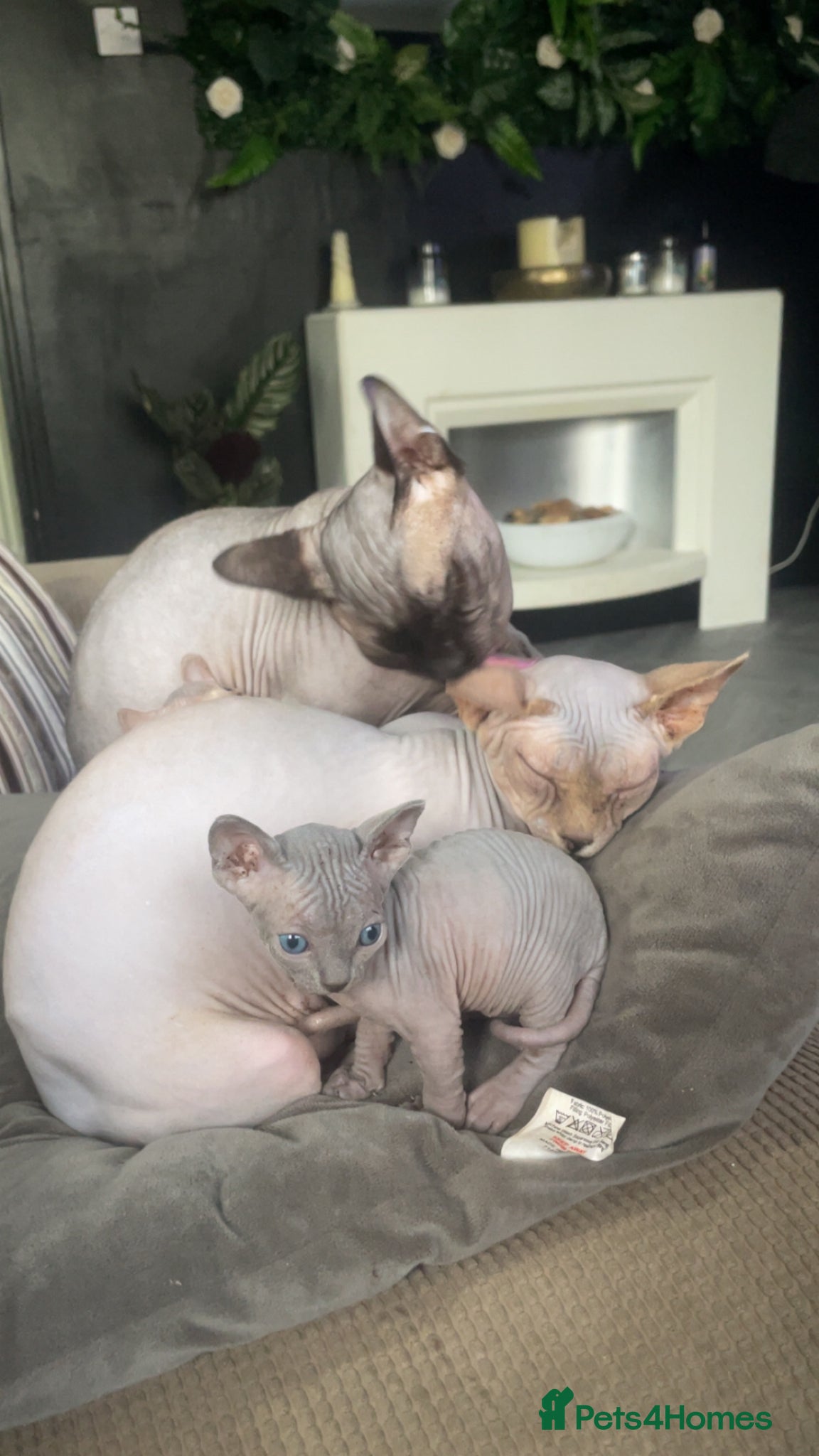 Sphynx cats Canadian sphynx kittens - Advert 16