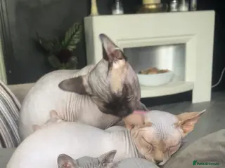 Sphynx cats Canadian sphynx kittens - Advert 3