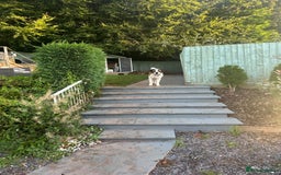 Saint Bernard dogs for sale: Saint Bernard looking for forever home - Image 5