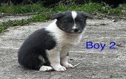 Border Collie dogs for sale: Collie puppies  - Image 5
