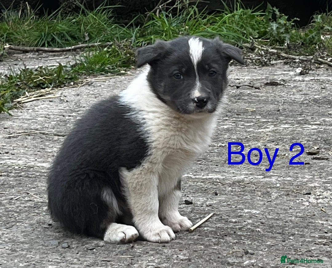 Border Collie dogs for sale: Collie puppies  - Image 5