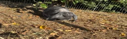 French Lop rabbits for sale: Stunning blue fox buck French lop - Advert 3