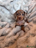 Dachshund dogs - Advert 2