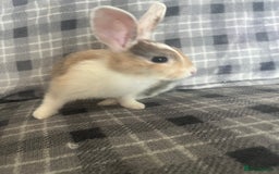 Mini Lion Lop rabbits for sale: Baby bunnies mini lion lops ready now  - Image 8
