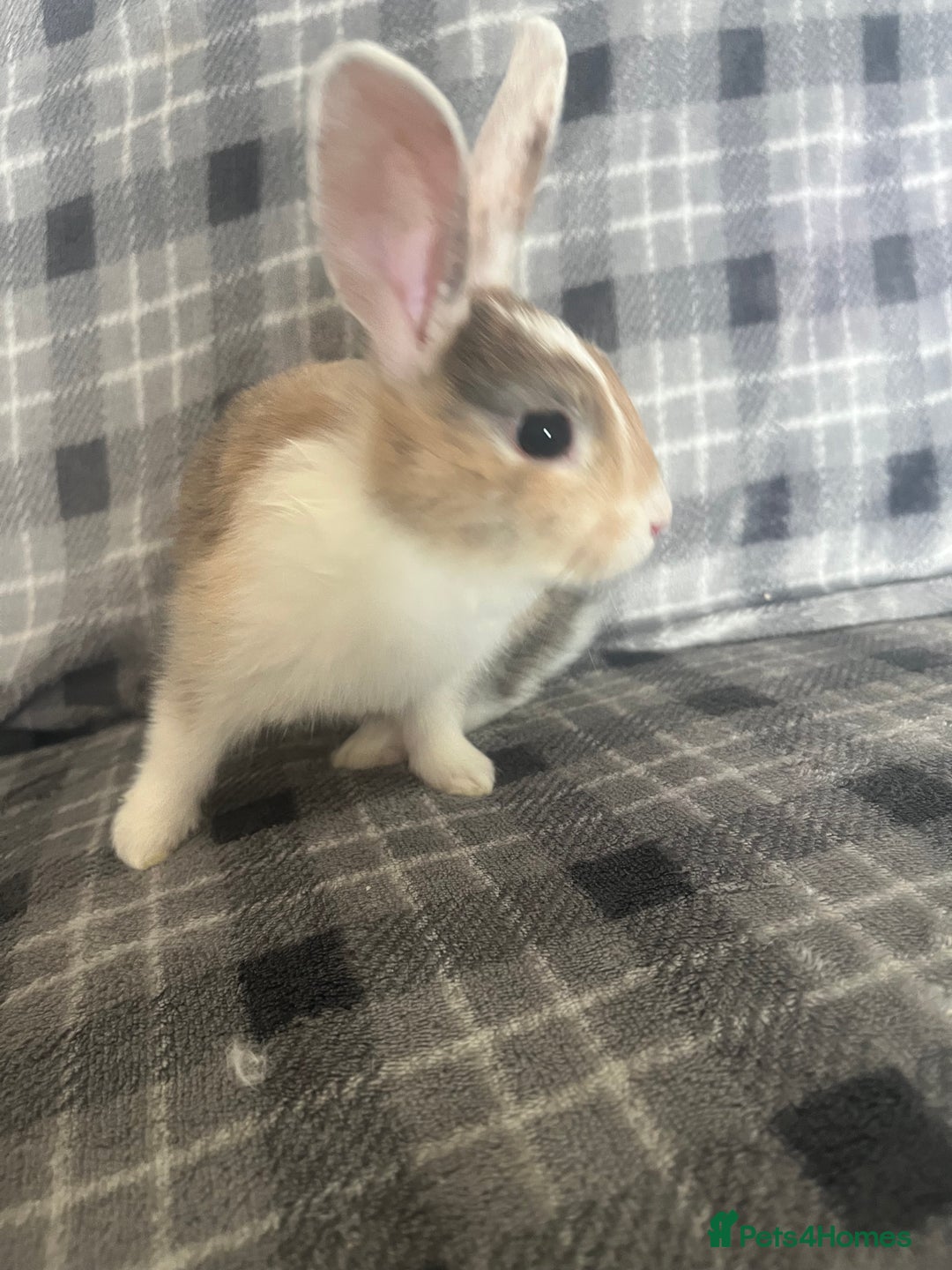 Mini Lion Lop rabbits for sale: Baby bunnies mini lion lops ready now  - Image 8