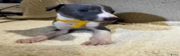 Whippet dogs for sale: Only 3 boys Quality pedigree whippet puppies left  - Advert 24