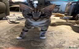 Bengal cats for sale: Bengal cross cat - Image 3