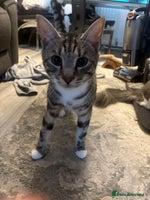 Bengal cats - Advert 6