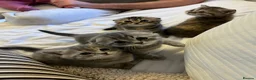 Scottish Fold cats for sale: Scottish fold / Straight kittens  in Nottingham - Advert 7