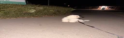 Maltese dogs for sale: Maltese puppy for sale  - Advert 8