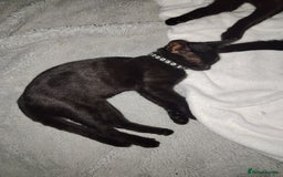 Mixed Breed cats for sale: Kittens  - Image 15