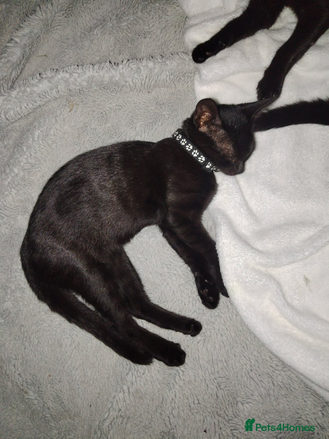 Mixed Breed cats for sale: Kittens  - Image 15
