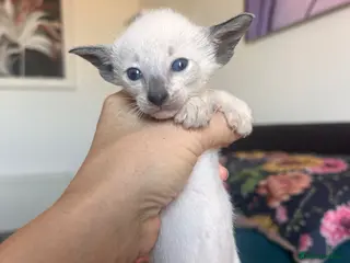 Siamese cats Beautiful kittens - Advert 4