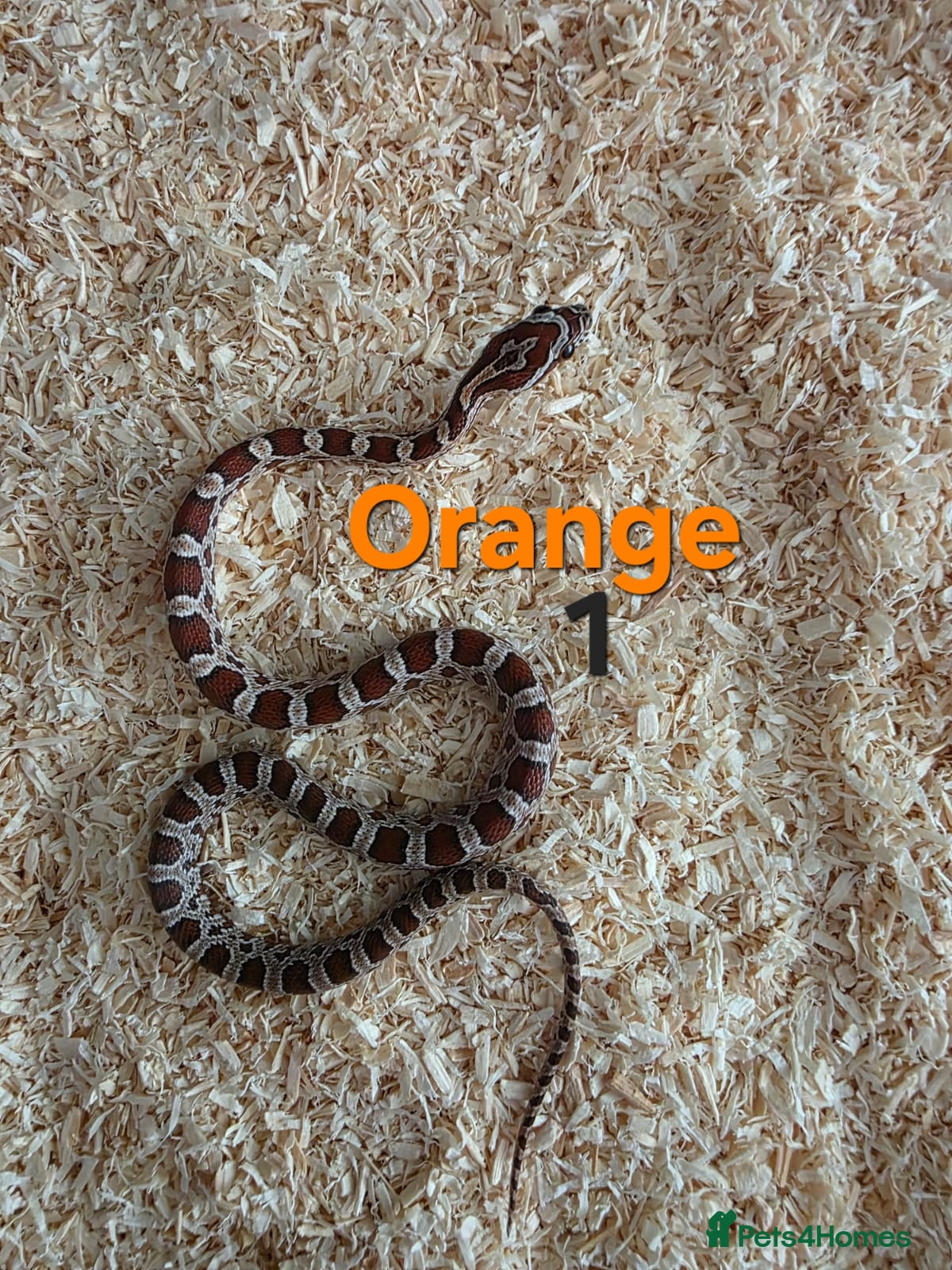 Corn Snake reptiles Cornsnakes avilable  - Advert 1
