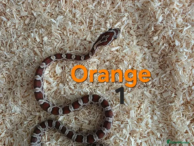 Corn Snake reptiles for sale: Cornsnakes avilable - Advert 1