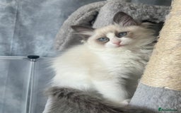 Ragdoll cats for sale: GCCF Active Blue Mitted Stud male for sale - Image 18