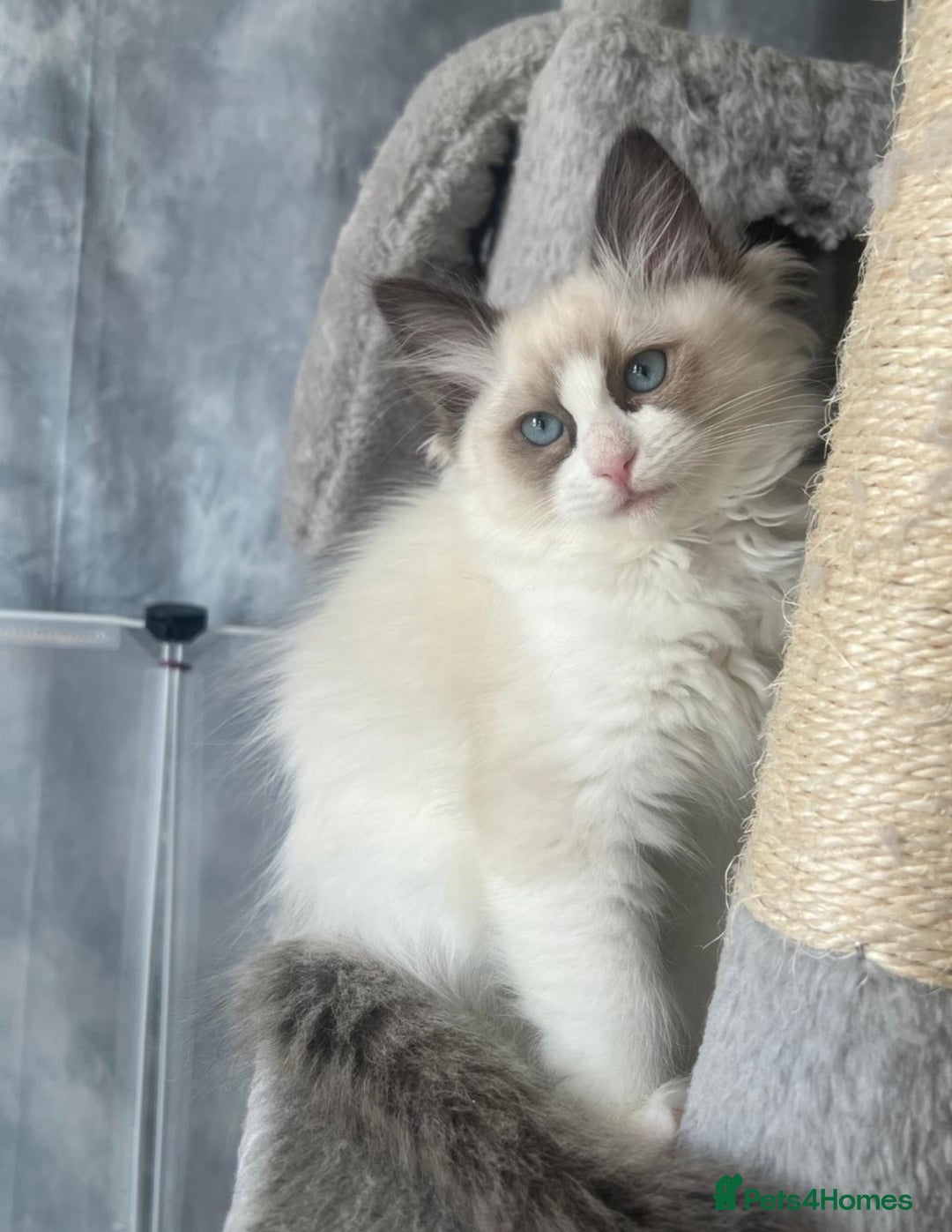 Ragdoll cats for sale: GCCF Active Blue Mitted Stud male for sale - Image 18