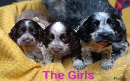 Cocker Spaniel dogs for sale: Show Type blue/Tri/chocolate Roan Cocker Spaniels  - Image 25