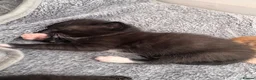 Mixed Breed cats for sale: Ready 10/08 kittens - Advert 15