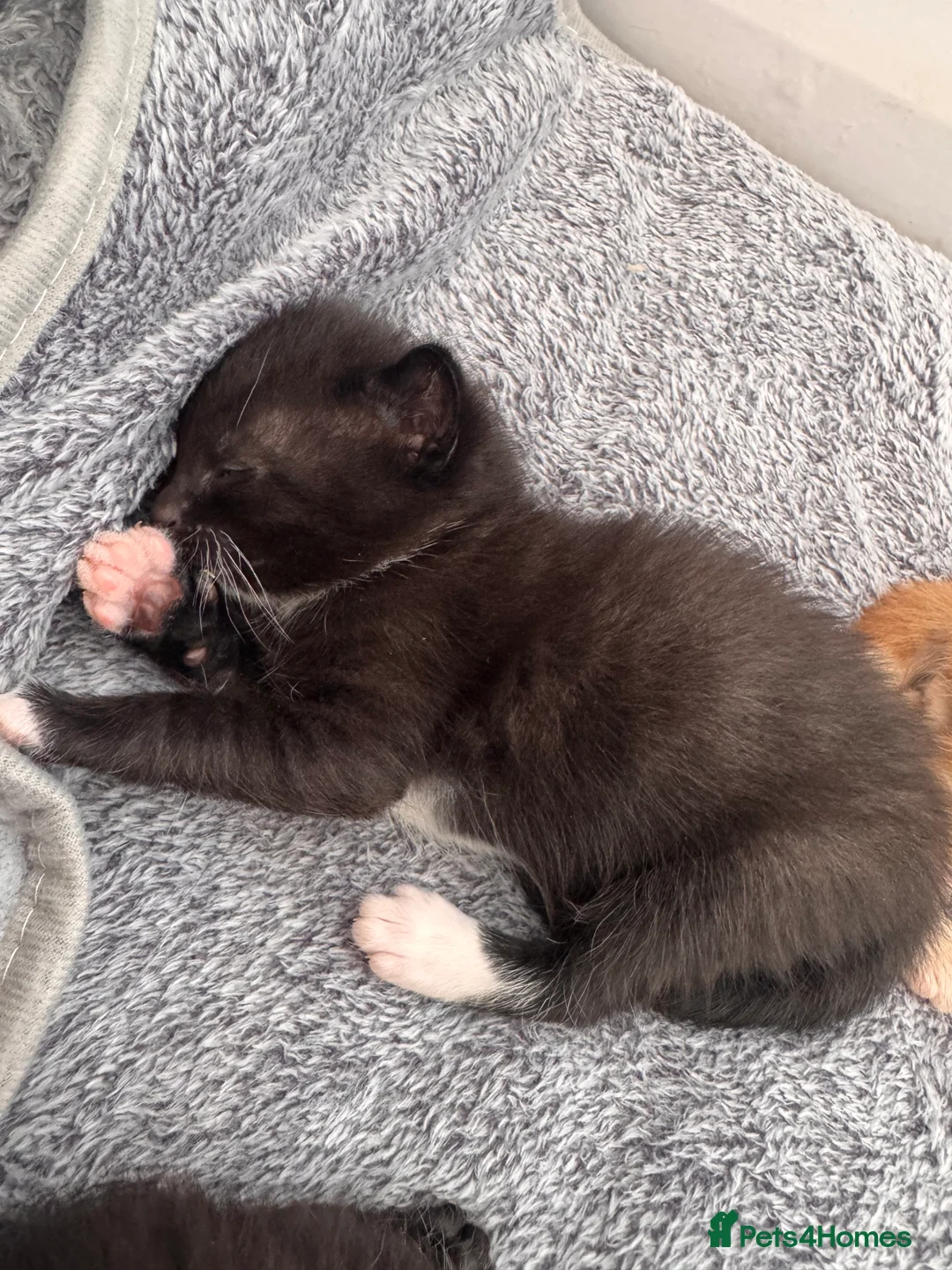 Mixed Breed cats for sale: Ready 10/08 kittens - Advert 15