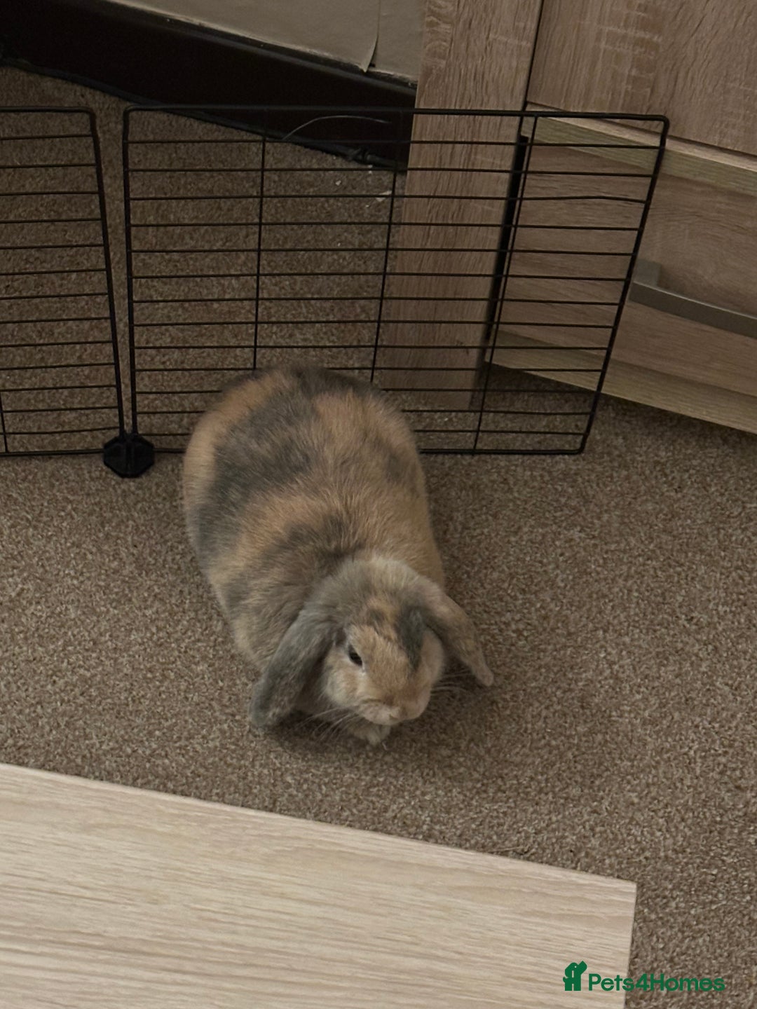 English Lop rabbits for sale: Matilda the lop-ear bunny  - Image 2