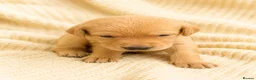 Labrador Retriever dogs for sale: Gorgeous Fox Red Labrador Puppies-5 Girls & 4 Boys in Tenbury Wells - Advert 7