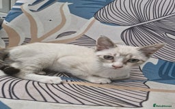 Snowshoe cats for sale:  pedigree Tica reg  snowshoes ready now - Image 14
