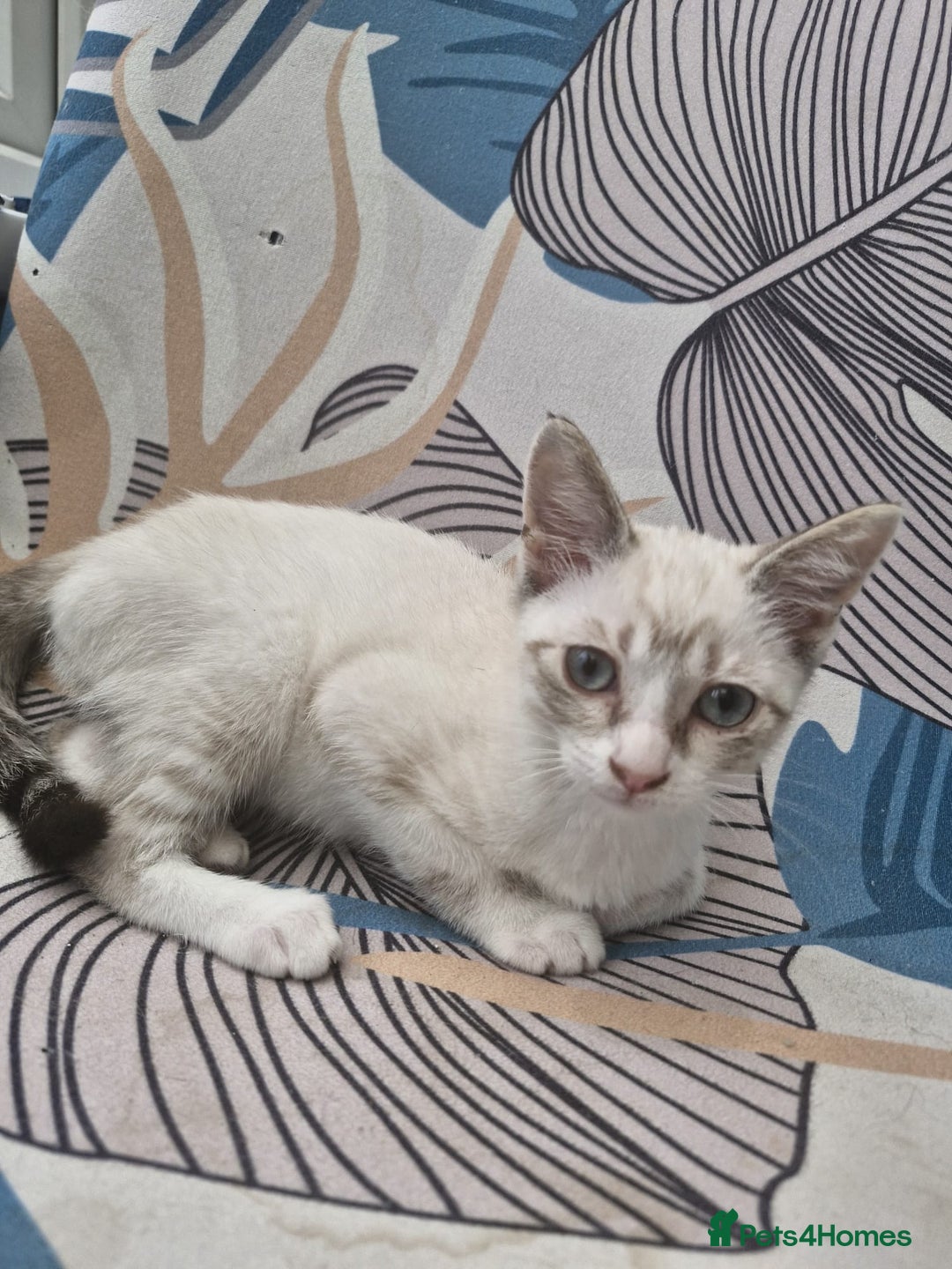Snowshoe cats for sale:  pedigree Tica reg  snowshoes ready now - Image 14
