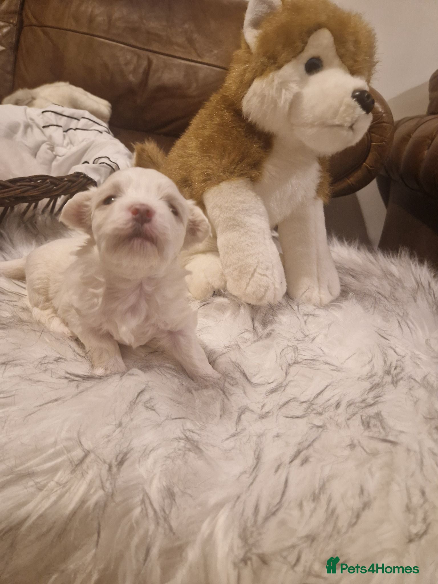 Maltese dogs Toy baby maltese  - Advert 3