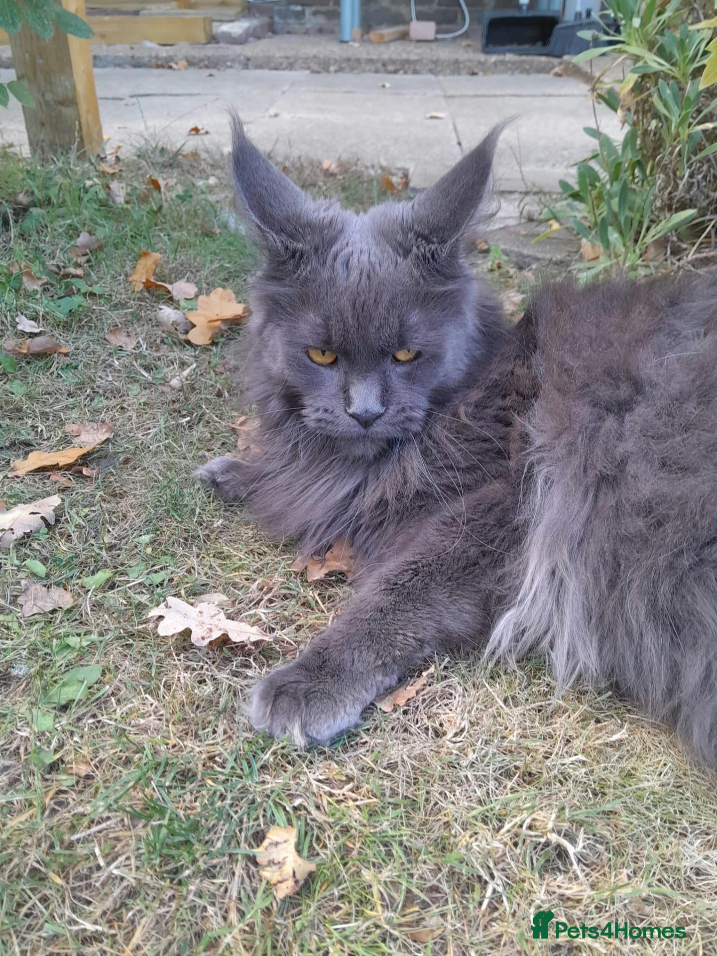 Maine Coon cats solid blue maine coon girl TICA 3 pedigree - Advert 17