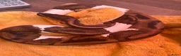 Python Snake reptiles for sale: Ball python for rehoming - Advert 1