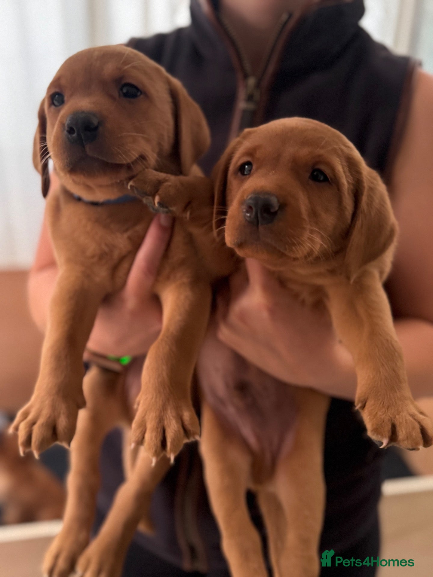 Labrador Retriever dogs Fox red/black Labrador puppies  - Advert 3